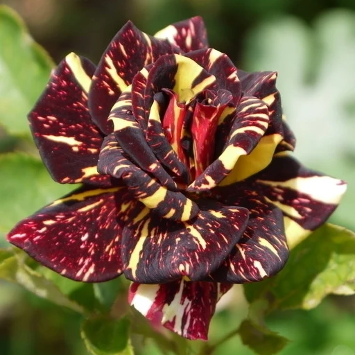 rose dragon flower bush seeds rosa chinensis chinese plant stratisfied shipping aliexpress bonsai climbing garden