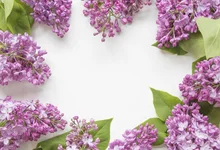 Laeacco Blooming Flowers Baby Newborn Photography Backgrounds Customized Photographic Backdrops For Photo Studio Laeacco Blooming Flowers Baby Newborn Photography Backgrounds Customized Photographic Backdrops For Photo Studio