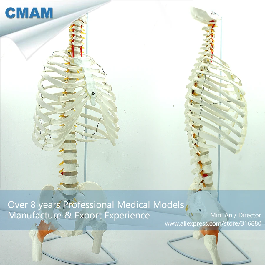Buy 12380 / CMAM SPINE07 Human Sternum Skeleton Model