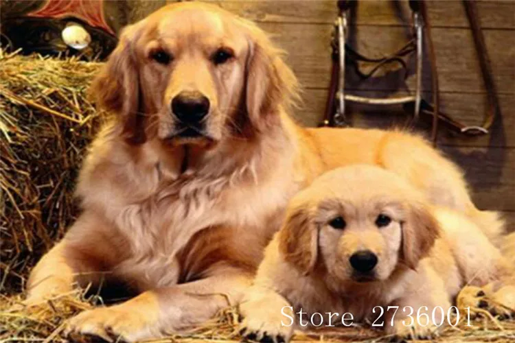 

30x20cm5D DIY Diamond Painting Dog Crystal Diamond Painting Cross Stitch Two Golden Retrievers Animal Needlework Home Decorative