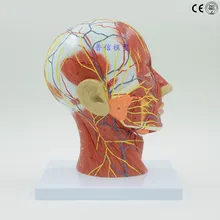 Человек, череп с мышцами и нервами кровеносного сосуда, головной раздел мозга, анатомическая модель человека. Школа для медицинской учебной