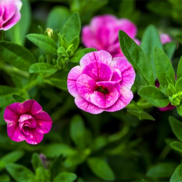 100 pcs/bag pink petals petunia seeds swirl hanging bonsai flower seeds Short height original garden indoor or ourdoor plant pot