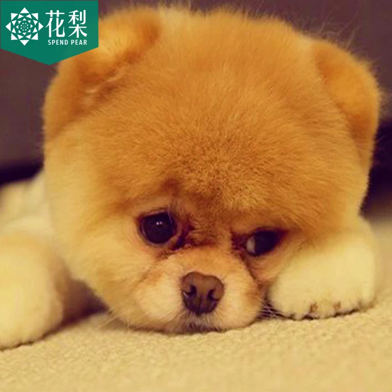 

5D new diamond painting full of living room bedroom puppy cartoon point diamond diamonds cross stitch