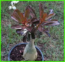 7-12inch Rooted Adenium Obesum Plant Thailand Rare Real Desert Rose Plants Siam-LKD-414