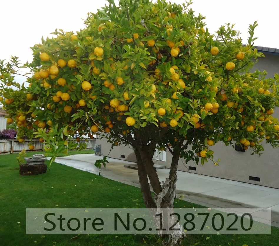 

20 pcs/bag rare lemon tree delicious fruit for home garden planting High survival Rate(95%+)