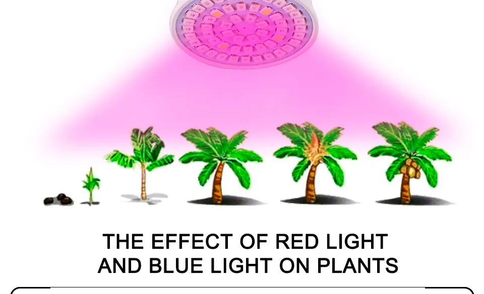 phyto lamp (3)