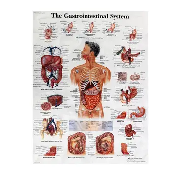 

Human Anatomy System Teaching Poster Wall Sticker Silk Cloth Pictures for Medical Organs Gastrointestinal Education Home Decor