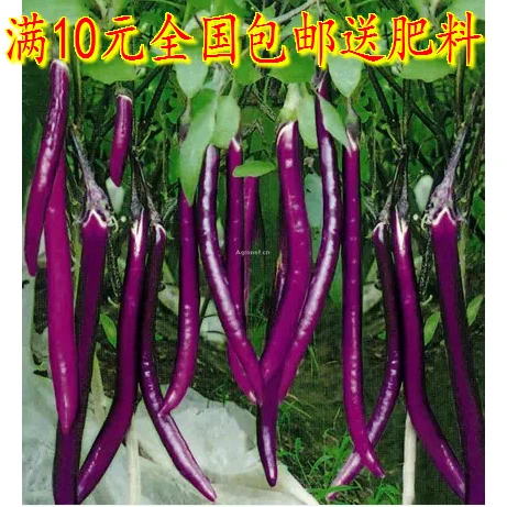 

Vegetable Spring Hang No.1 Purple Long Eggplant 4 Seasons Eggplant bonsai 100pcs