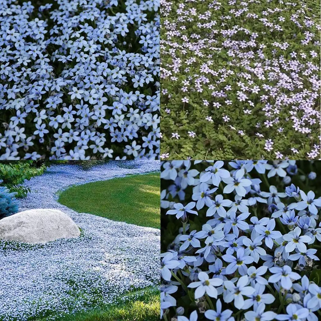 

300 Pcs Blue Foot Grass Bonsai Ground Cover Plants Blue Star Creeper Hot sales Home lawn Wildflower Outdoor Gardening Yard