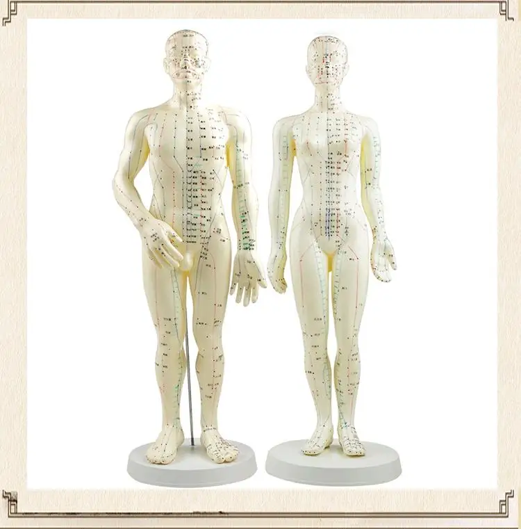 

50CM English human men / women acupuncture meridian points model male or female acupoint model with user manual