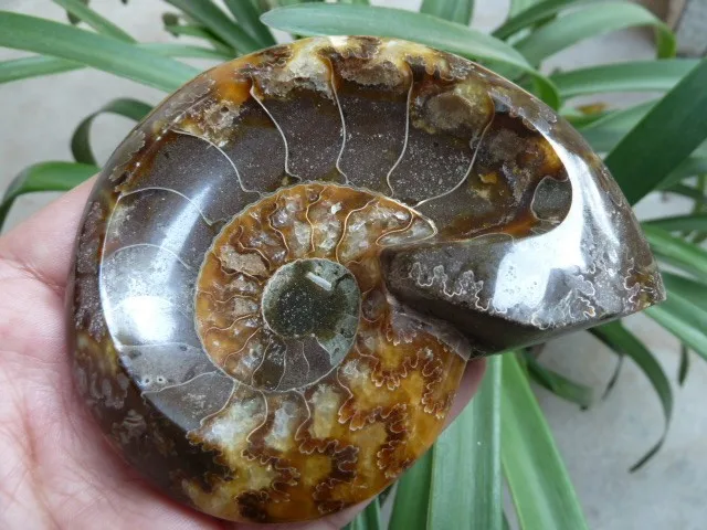 Best Offers NATURAL Conch fossil Crystal carves ashtray HEALING 