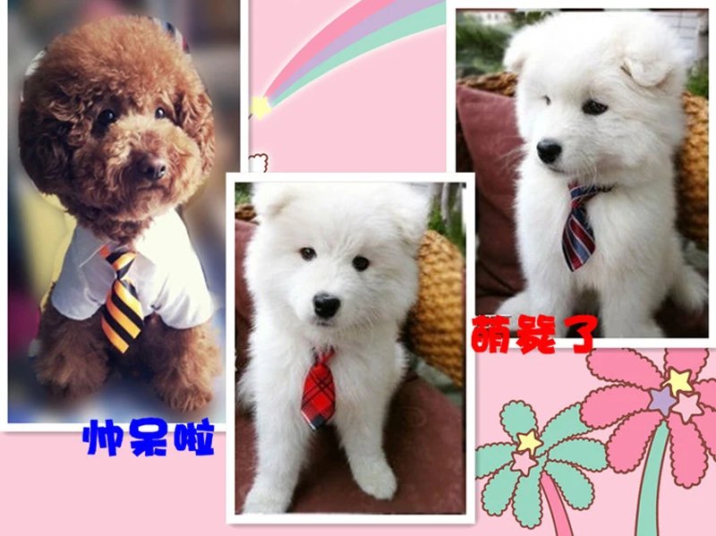 pet tie collar (5)