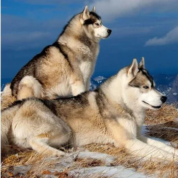 

5D DIY wolf diamond painting cross stitch kit White wolves diamond mosaic animal picture art painting decoration wall mural M235