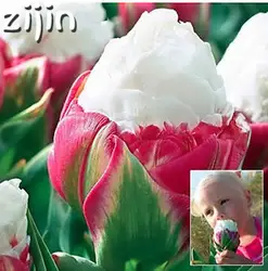 100 шт. Multifarious тюльпан бонсай цветы многолетний тюльпан садовые цветы карликовое дерево Травы Растения для дома и сада