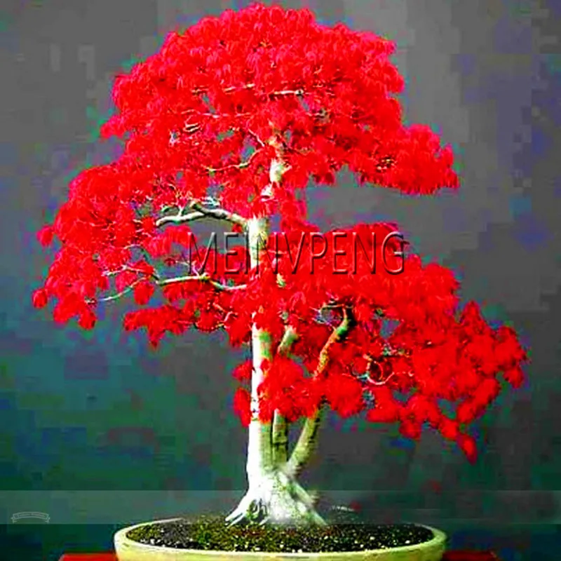 

Sale!100% True Japanese Red Maple Bonsai Tree plants Professional Pack Very Beautiful Indoor Tree home garden plants,50flores