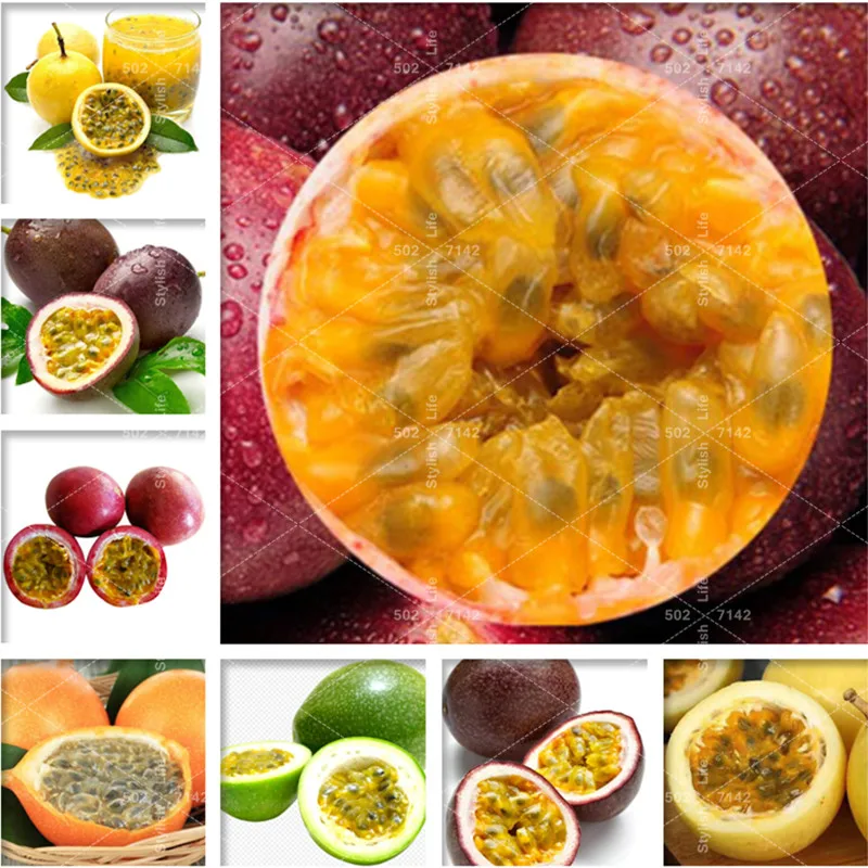 

100 Pcs Exotic Passion Fruit bonsai Purple Passiflora Edulis Passion Flower Plants Fruit DIY Home Garden Perennial Non-GMO Plant