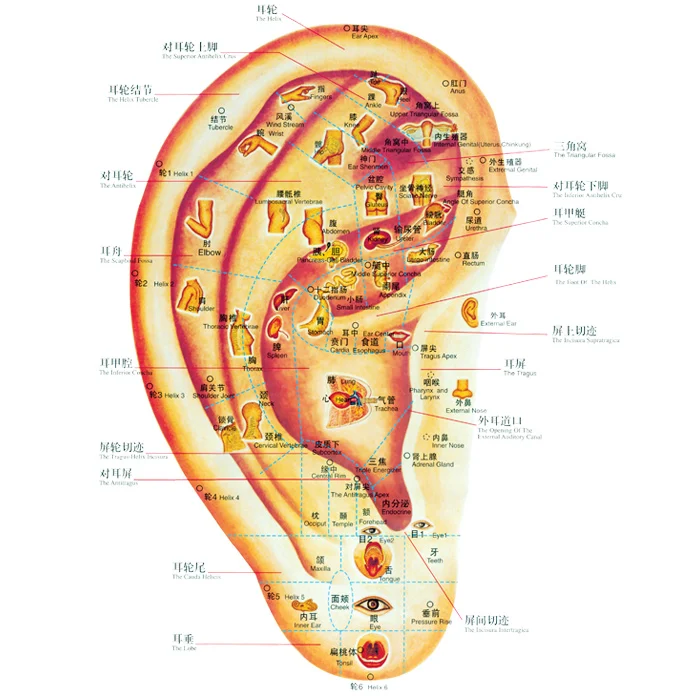 аурикулотерапия точки. биологически активные точки на ушах. акупунктурные точки ушной раковины. точки акупунктуры на ухе. аурикулярные точки на ушной раковине.