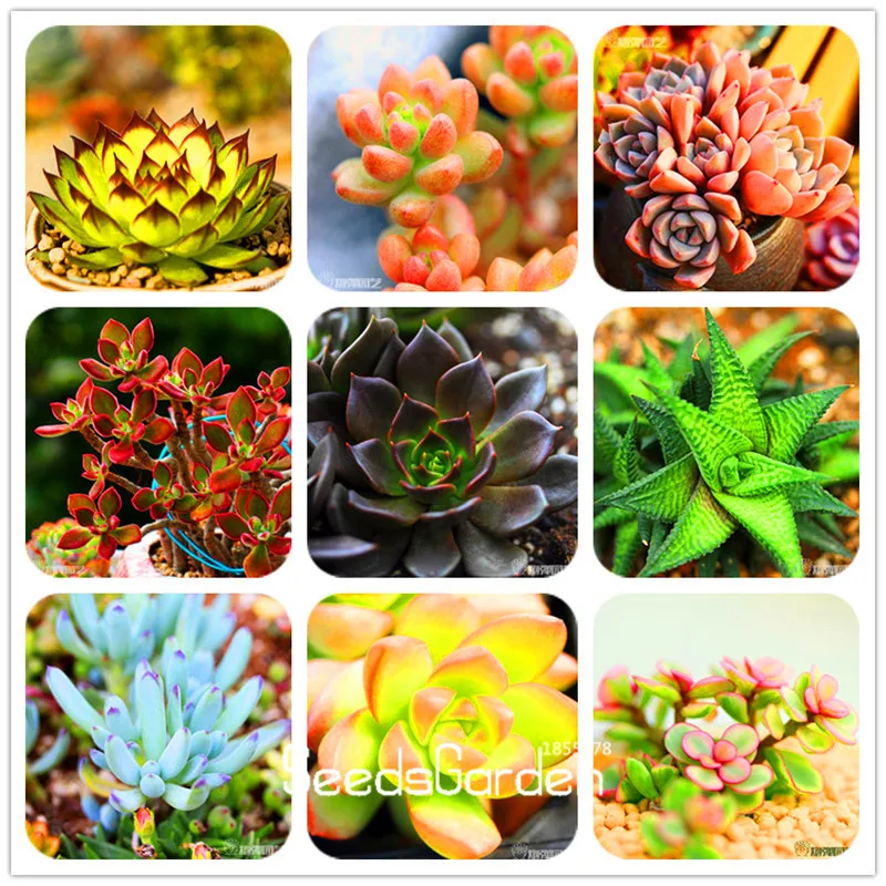 

Hot Sale!100pcs/Bag 99 kinds to choose Succulents garden Lithops flores Pseudotruncatella Office Bonsai plants,#LMDJ0H
