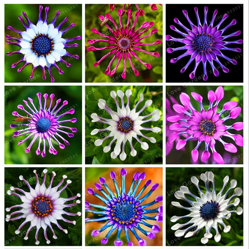 

Hot Selling Multi-Color Available Rare Osteospermum Bonsai Potted Flowering Plants,Daisy Bonsai 95% Germination 100Pcs/Bag