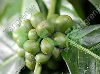 

High quality Green Coffee bean extract powder 50% Chlorogenic acid for GMP Factory Outlet 1KG Free shipping