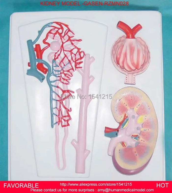 MALE/FEMALE REPRODUCTIVE SYSTEM MODEL ANATOMY OF THE MALE/FEMALE REPRODUCTIVE SYSTEM ,HUMAN REPRODUCTIVE SYSTEM GASEN-RZMN028 MALE/FEMALE REPRODUCTIVE SYSTEM MODEL ANATOMY OF THE MALE/FEMALE REPRODUCTIVE SYSTEM ,HUMAN REPRODUCTIVE SYSTEM GASEN-RZMN028