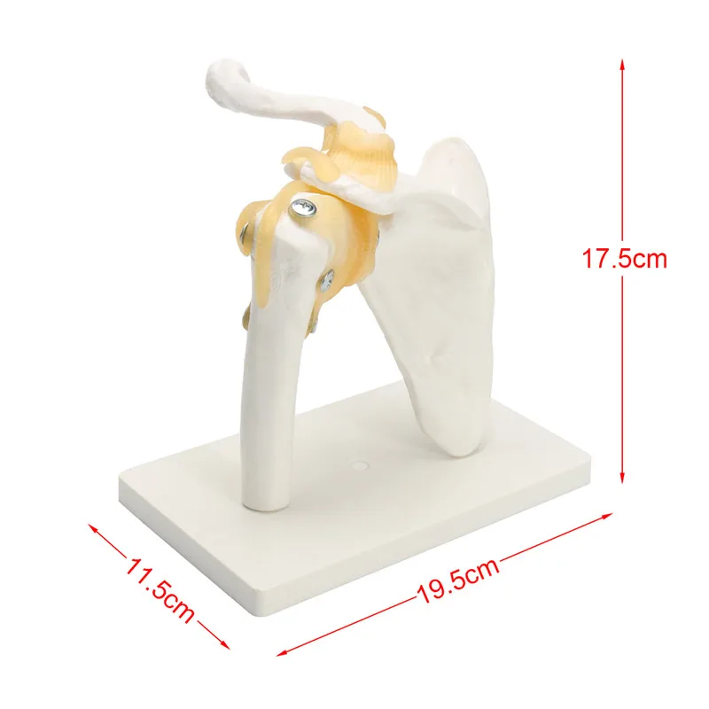 

Life Size Anatomical Functional Human Shoulder Joint Teaching Flexible Model Medical School Educational Shoulder Joint Model New