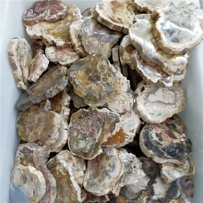 

Arizona petrified wood slabs for decoration in home, uniqie pieces