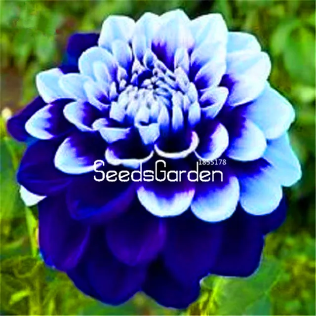 Beautiful And Easy Flower Pictures