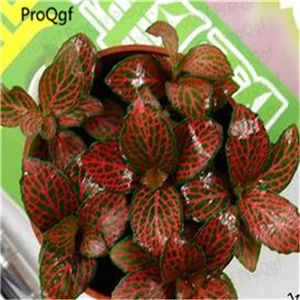 3 шт. набор Fittonia verschaffeltii