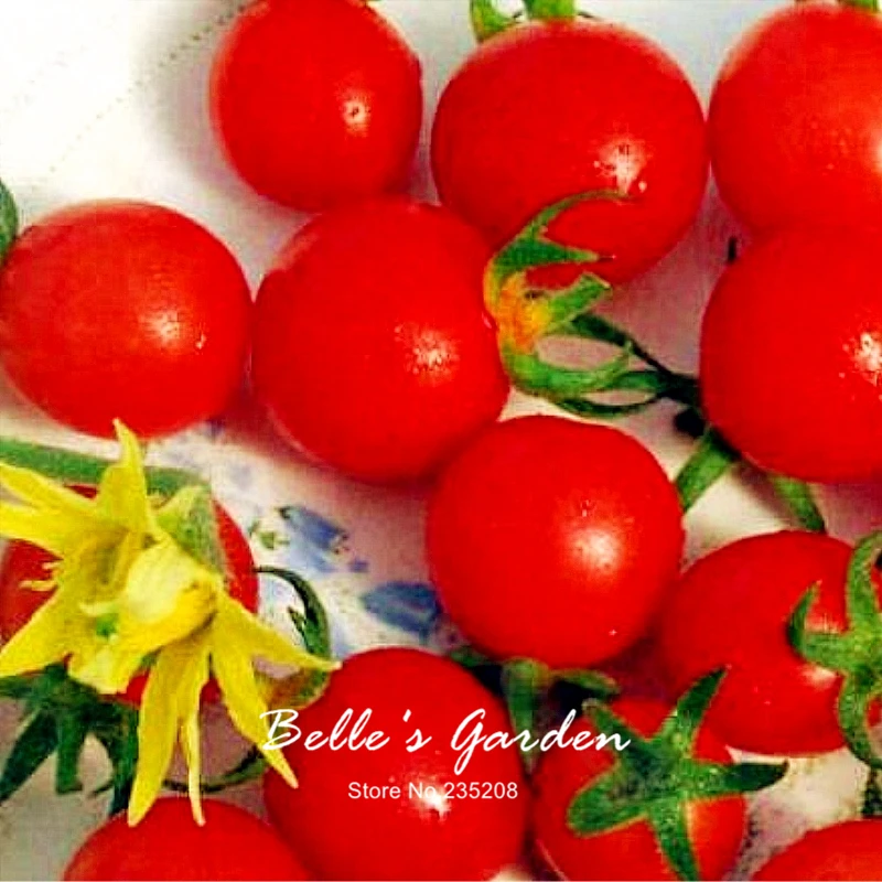 100pcs Tomato Seeds Suncherry Premium Sweetest 100pcs Tomato Seeds Suncherry Premium Sweetest Cherry Home Garden Fruit Vegetable In Bonsai From On
