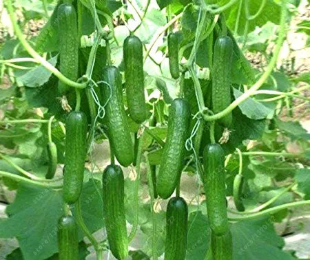 cucumber seeds 100pcs small cucumber NO-gmo VEGETAble seeds for home garden plant