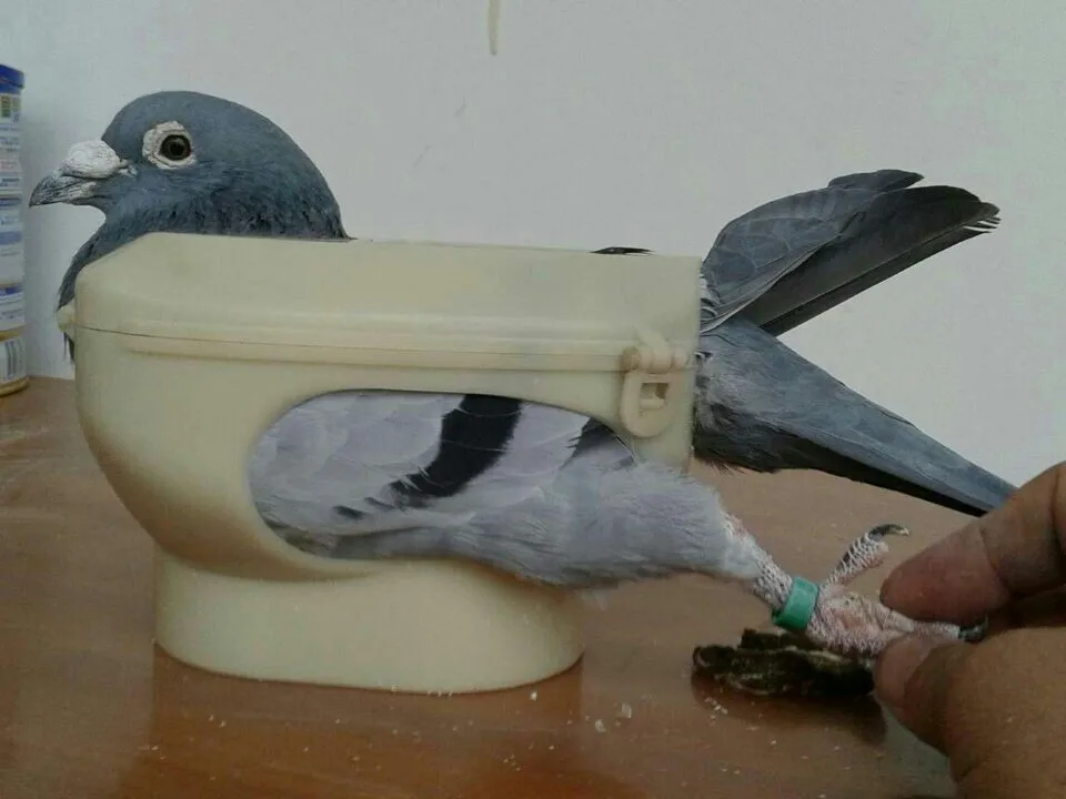 Free Shipping White Pigeons Holder Feeding Holder Racing Eye