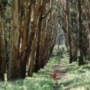 Woman walking on a path in a park  The Presidio  San Francisco  California  USA Poster Print (36 x 12)