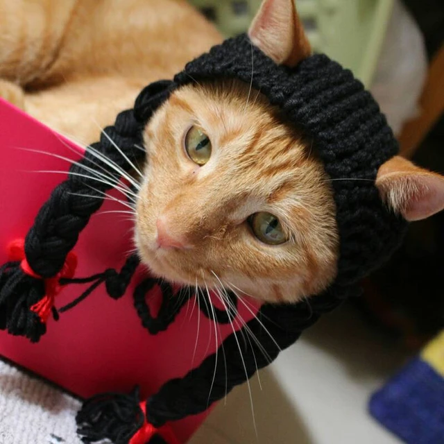 Costumes Kittens | Kitten Cat Costume | 0 Kitten Costume | Kitten Headwear  | Pet Costume - Cat Costumes - Aliexpress