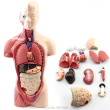 ENOVO Anatomy model of human anatomy of education 26CM trunk model of medical school ENOVO Anatomy model of human anatomy of education 26CM trunk model of medical school