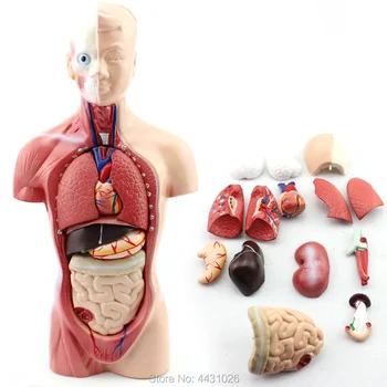 ENOVO Anatomy model of human anatomy of education 26CM trunk model of medical school 3x life size ocular anatomy eyeball model enlargement pupil vision correction for medical education school