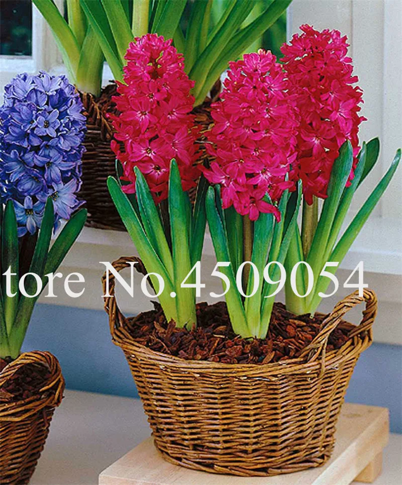 Гиацинт фото цветов в горшке Bonsai 100 Pcs Bloom Hyacinthus Flower Plants Mixing Charming Hyacinth Potted Ba