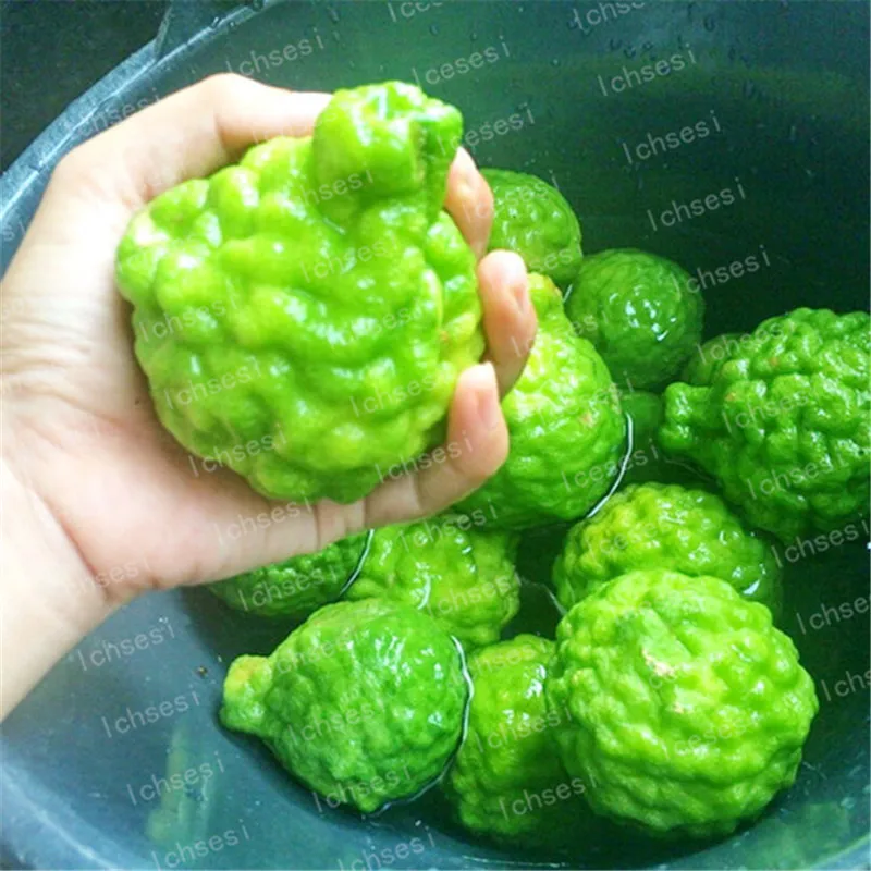 

20pcs/bag kaffir lime bonsai, lime ,organic fruit BONSAI fruit lemon tree for home garden