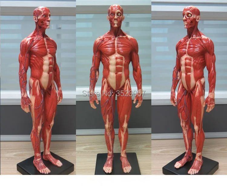 Male 1:6 Anatomy fig v.3 superficial muscle system Human skeleton anatomical Painting model Skull Head Artist drawing | Канцтовары для