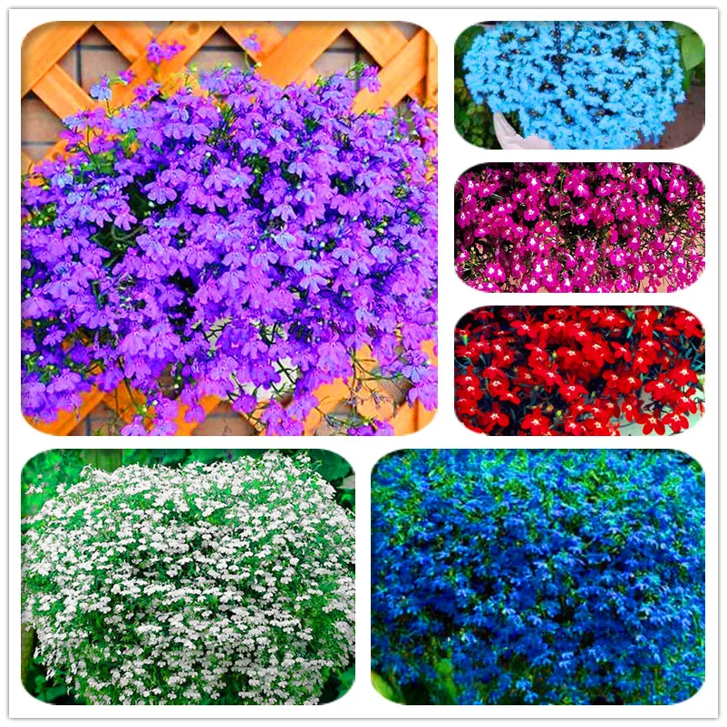 

Hot Sale! 100 Pcs/Pack Lobelia plant, Garden indoor bonsai flower flores, garden decoration