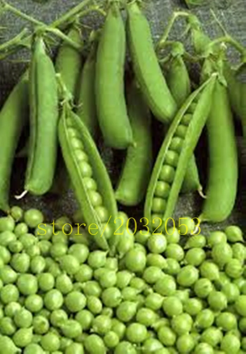 bonsai 20 pcs/bag bean Green Pea Alpha Vegetable for home garden bonsai 20 pcs/bag bean Green Pea Alpha Vegetable for home garden