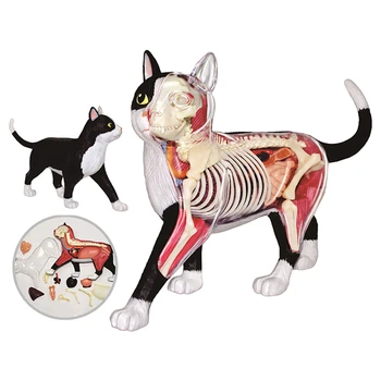 

4D Master black and white cat anatomy visceral skeleton group assembly model detachable simulation animal teaching model