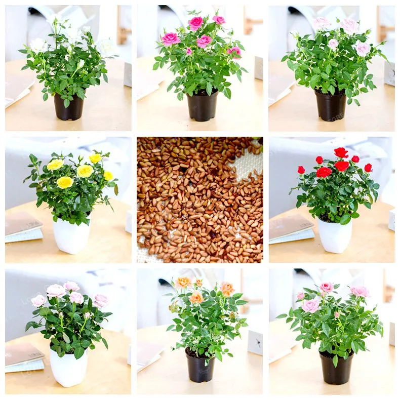 

Mini Rose Bonsai Miniature Rose Flower Bonsai Rare And Precious Perennial Flowers Plant For Home Garden 100 Pcs/Bag