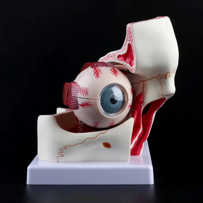 

3 Times Human Eyeball and Eyelid Skeleton Model Orbit Anatomical Study Display Teaching Resource Tool