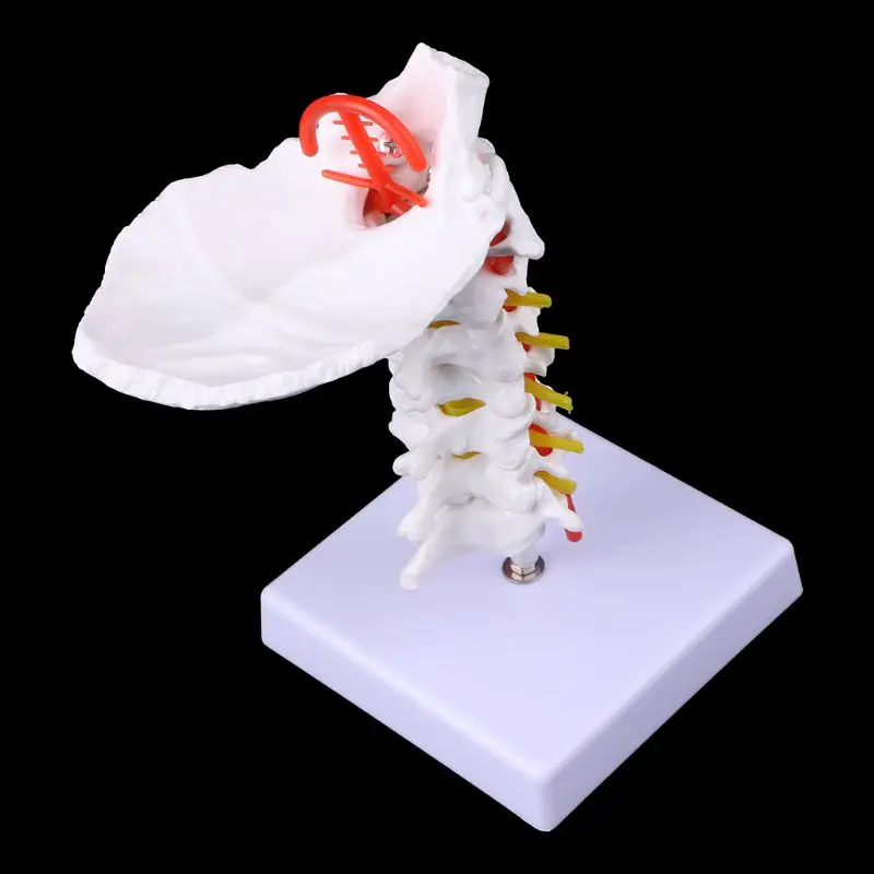 

Medical Science Accessories Cervical Vertebra Arteria Spine Spinal Nerves Anatomical Model Life Size dropshipping