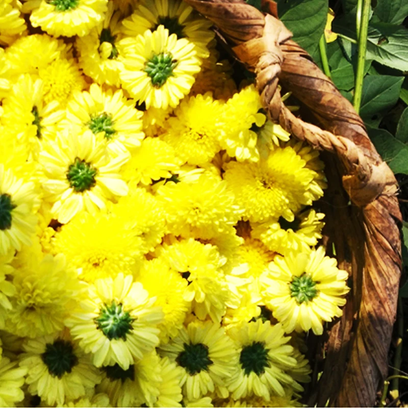 Chrysanthemum Flower Tea 100g Health Benefits Huangshan Chrysanthemum 