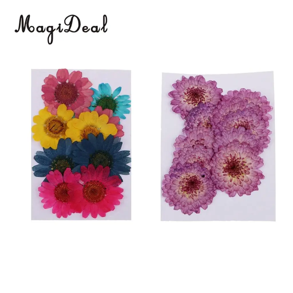 20pcs Real Dried Flowers Pressed  Chrysanthemum for Wedding Decoration Scrapbooking DIY Arts Crafts Floral Decor