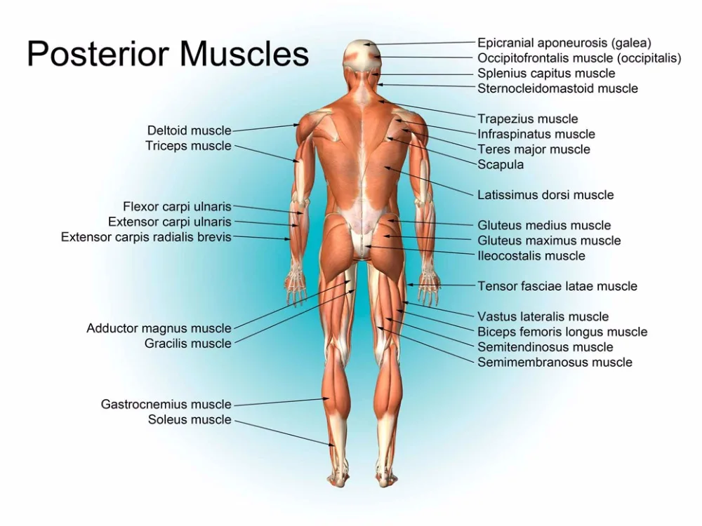 Human Body Anatomical Chart Muscular System Campus Knowledge Biology 