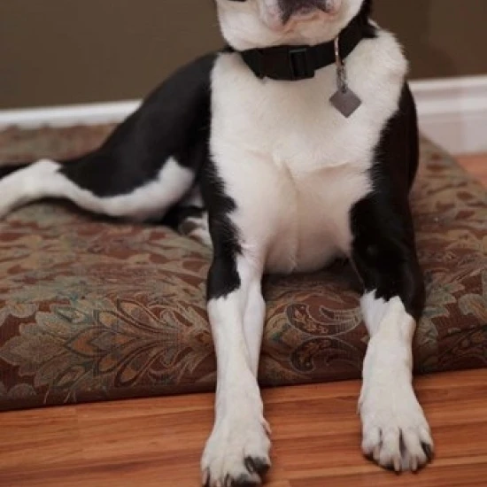 British Columbia  Mission  coon hound dog Poster Print by Rick A Brown (24 x 36)