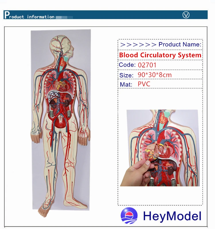 Heymodel человека кровообращения Системы модель
